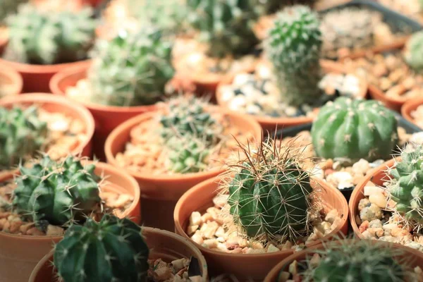Tienda cactus en la naturaleza — Foto de Stock