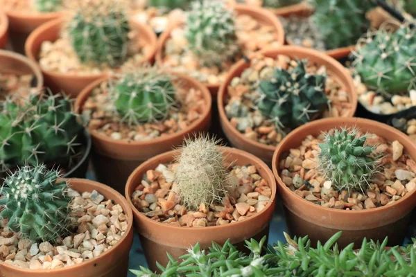 Tienda cactus en la naturaleza — Foto de Stock