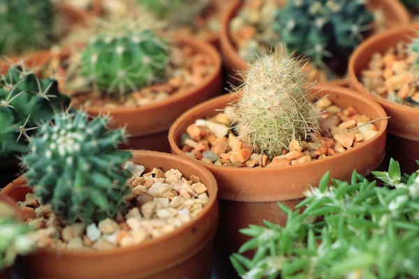 Shop cactus i naturen — Stockfoto