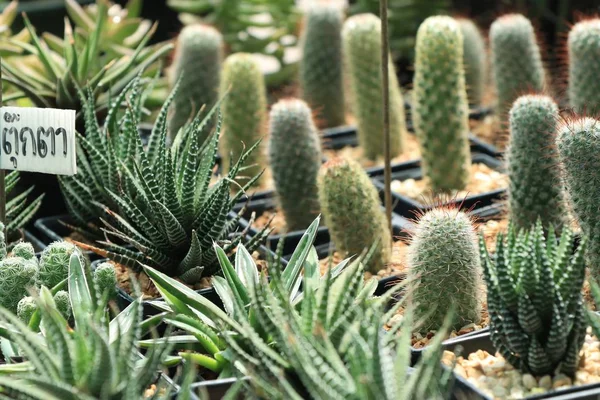 Negozio cactus in natura — Foto Stock