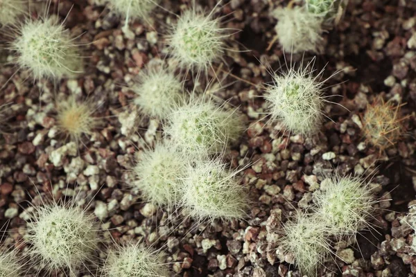 Winkel cactus in de natuur — Stockfoto