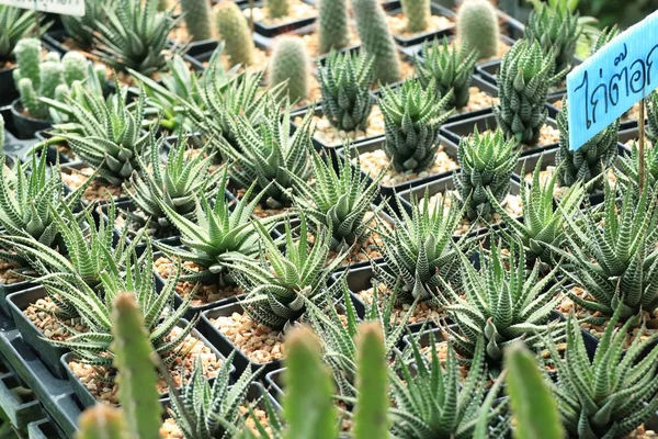 Negozio cactus in natura — Foto Stock