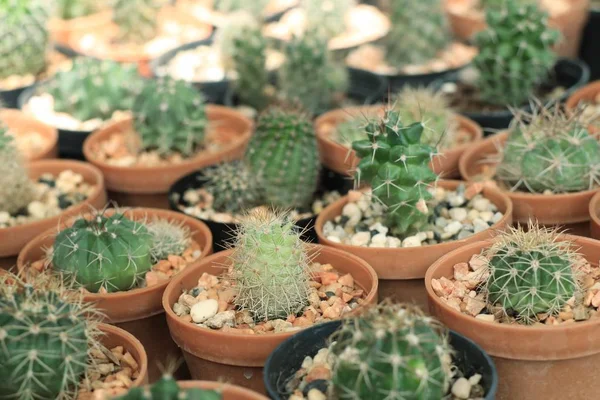 Tienda cactus en la naturaleza — Foto de Stock