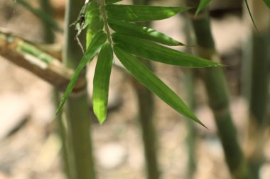 Doğal bambu yaprakları