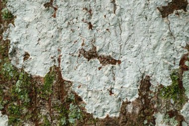 Ağaç kabuğu arkaplan dokusu