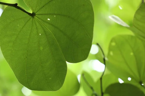 Hoja verde en la naturaleza —  Fotos de Stock