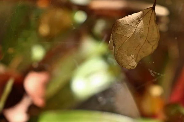 Folhas secas na teia de aranha — Fotografia de Stock