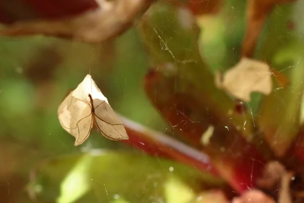Trockene Blätter im Spinnennetz — Stockfoto
