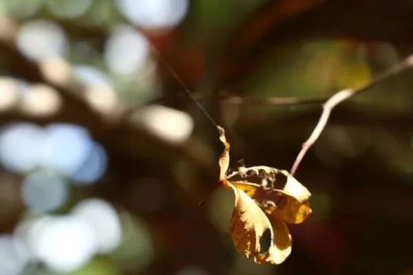 蜘蛛网中的干树叶 — 图库照片