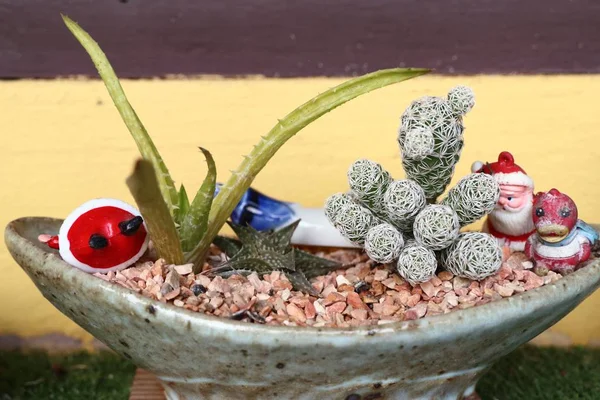 Kaktus in der Natur — Stockfoto