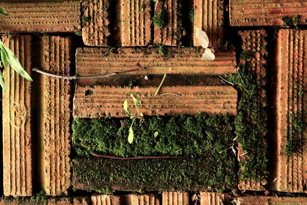 绿色苔藓砖背景 — 图库照片