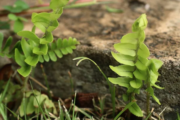 Green fern in the nature — Stock Photo, Image