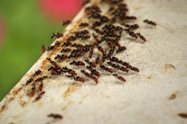 Doğada böcek karınca