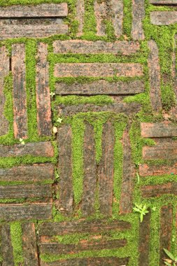 Yeşil yosun tuğla arka plan