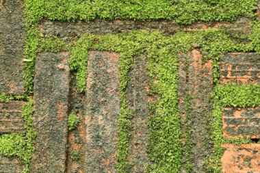 Yeşil yosun tuğla arka plan