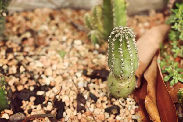 Cactus in de aard — Stockfoto