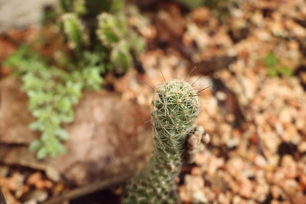 Cactus en la naturaleza — Foto de Stock