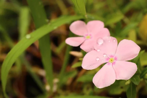 Roze bloemen in de natuur — Stockfoto