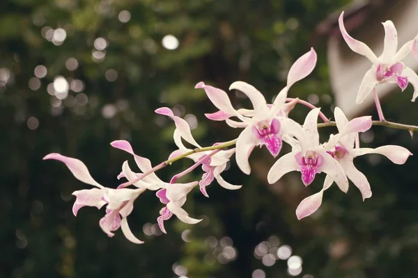 Rosa orkidé i naturen — Stockfoto