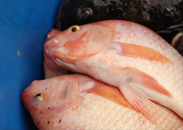 Peixe fresco no mercado — Fotografia de Stock