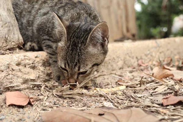 Katzenbaby in der Natur — Stockfoto