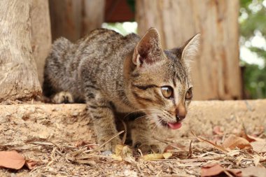 Bebek kedi doğada
