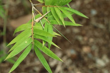 bambu yaprakları doğada