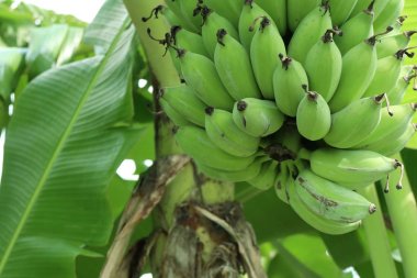Muz ağacı doğada