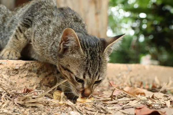 Katzenbaby in der Natur — Stockfoto