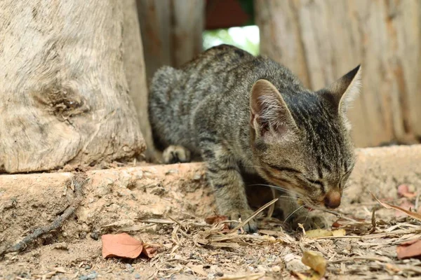 Katzenbaby in der Natur — Stockfoto