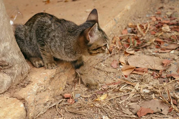 Katzenbaby in der Natur — Stockfoto