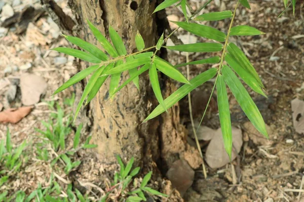 Bambu yaprakları doğada — Stok fotoğraf