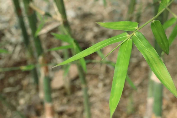 Hojas de bambú en la naturaleza — Foto de Stock