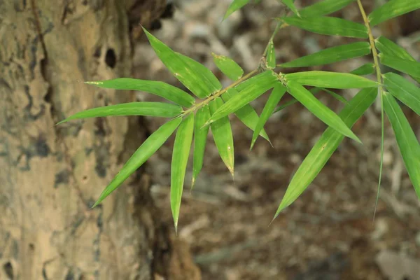 Bambusz elhagyja a természetben — Stock Fotó