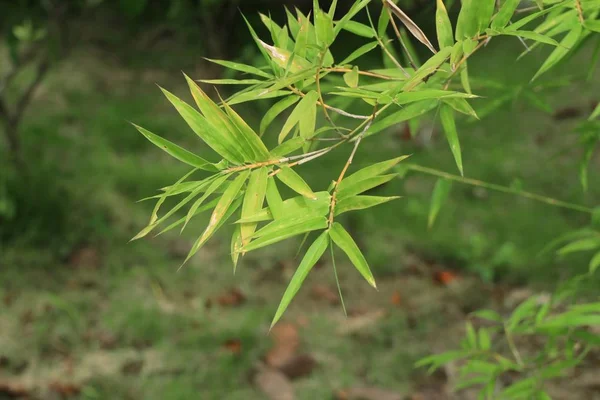 Bambusblätter in der Natur — Stockfoto