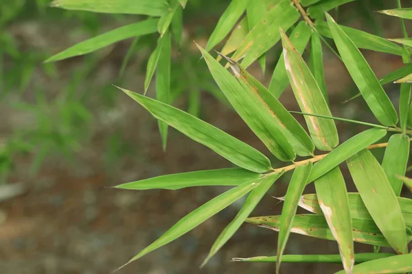 Feuilles de bambou dans la nature — Photo