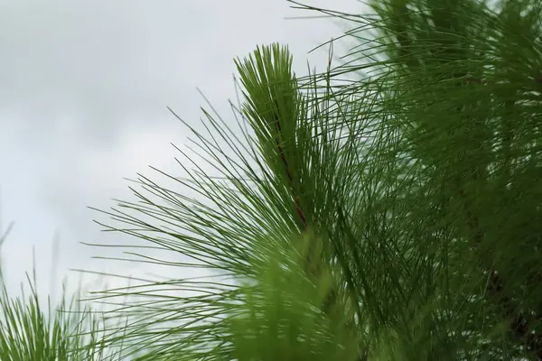 自然松树叶 — 图库照片