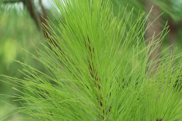 Kiefernblätter in der Natur — Stockfoto