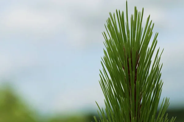 Pine bladeren in de natuur — Stockfoto