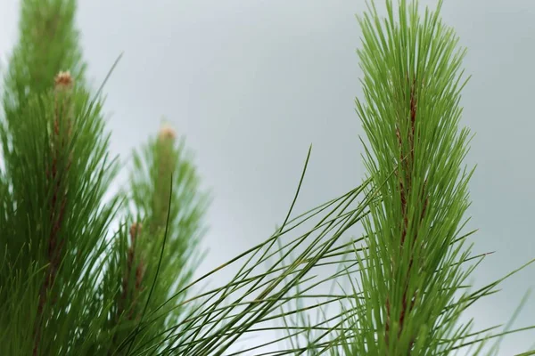 Pine bladeren in de natuur — Stockfoto