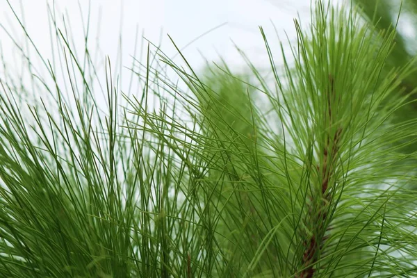 Foglie di pino in natura — Foto Stock