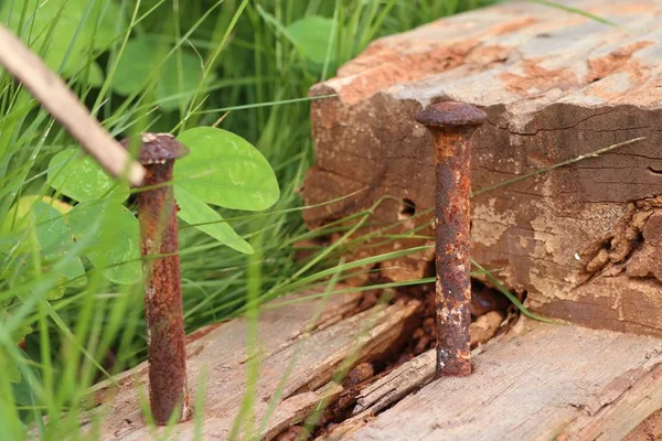 Doğada eski paslı çiviler — Stok fotoğraf