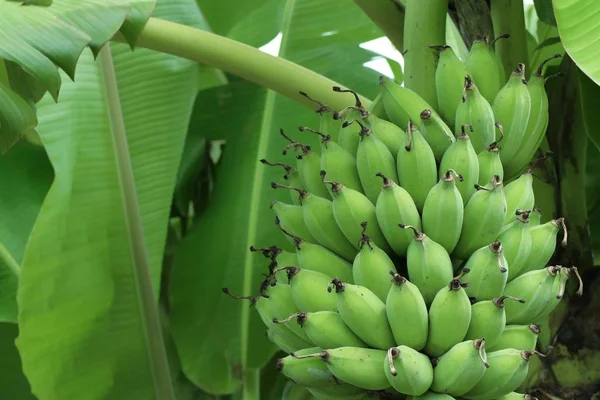 Банановое дерево в природе — стоковое фото