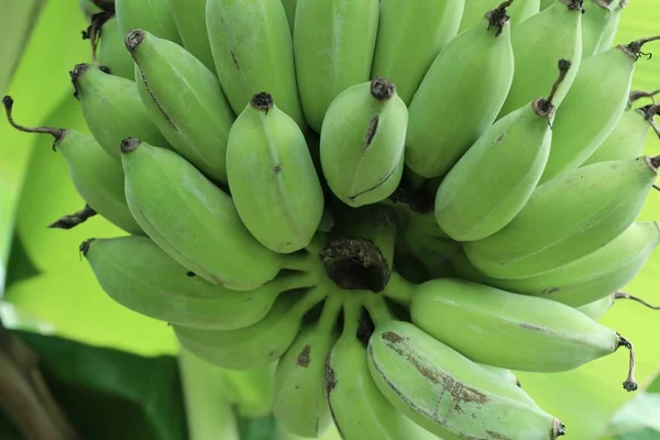 Bananenboom in de natuur — Stockfoto