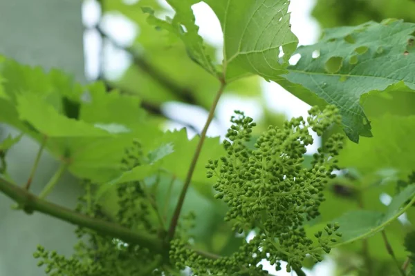 Folhas de uva na natureza — Fotografia de Stock