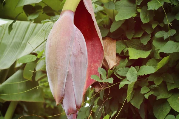 Flor de plátano en la naturaleza —  Fotos de Stock