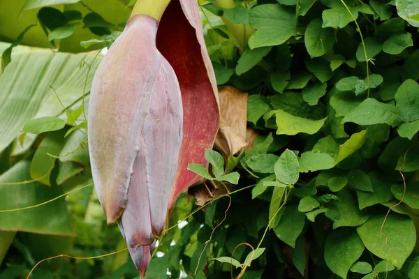 Flor de plátano en la naturaleza — Foto de Stock