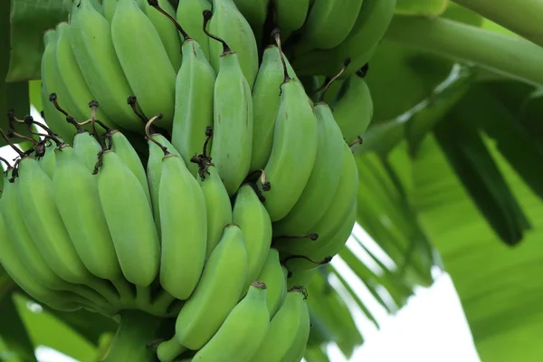 Albero di banane in natura — Foto Stock