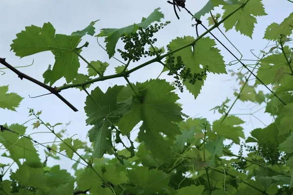 Folhas de uva no céu — Fotografia de Stock