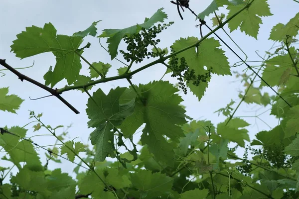 Gökyüzünde yaprak — Stok fotoğraf